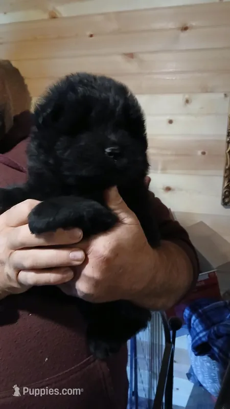 black male – Chow Chow puppy for sale in Princeton, WV