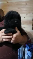 black male, a male Chow Chow for sale in Princeton, WV – 1 of 3