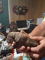 chocolate boy, a male Chow Chow for sale in Princeton, WV – 4 of 4