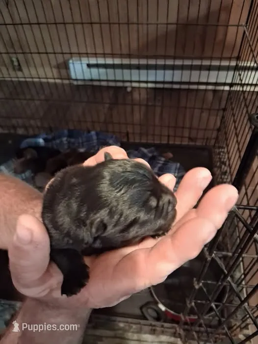 black male – Chow Chow puppy for sale in Princeton, WV