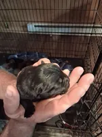 black male, a male Chow Chow for sale in Princeton, WV – 1 of 3
