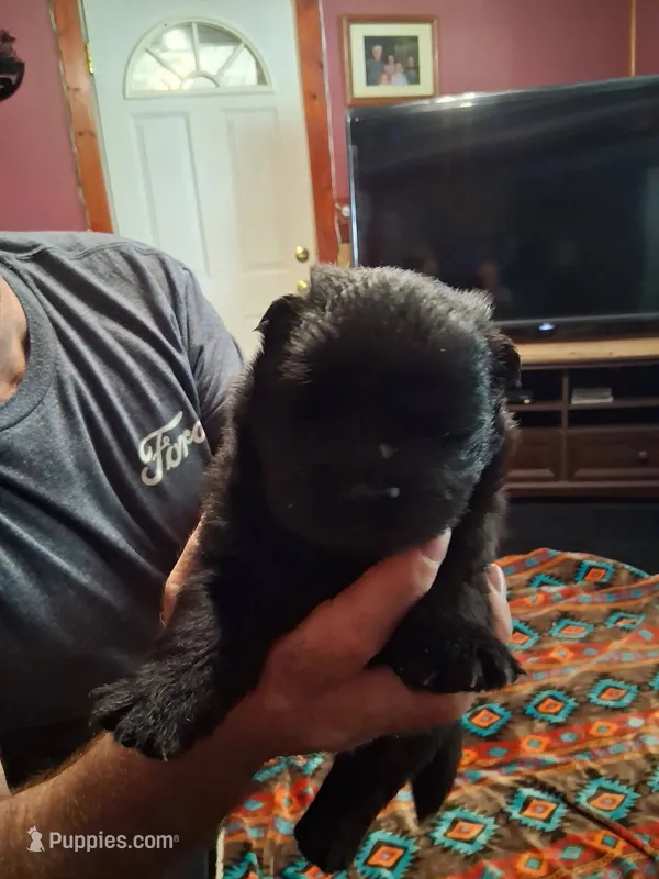black male – Chow Chow puppy for sale in Princeton, WV
