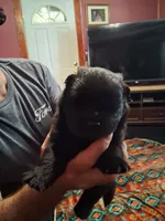 black male, a male Chow Chow for sale in Princeton, WV – 1 of 4