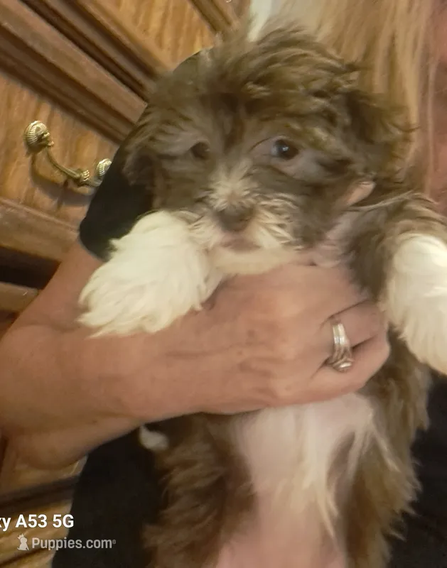 Havanese girl  – Havanese puppy for sale in Canton, GA
