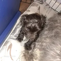 Havanese boys, a male Havanese for sale in Canton, GA – 3 of 5