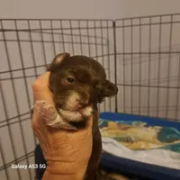 Havanese boy, a male Havanese for sale in Canton, GA – 2 of 4
