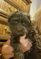 Havanese boys, a male Havanese for sale in Canton, GA – 1 of 3