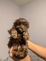Havanese boys, a male Havanese for sale in Canton, GA – 2 of 5