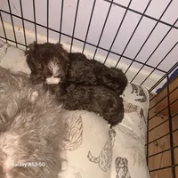 Havanese girl , a female Havanese for sale in Canton, GA – 2 of 3