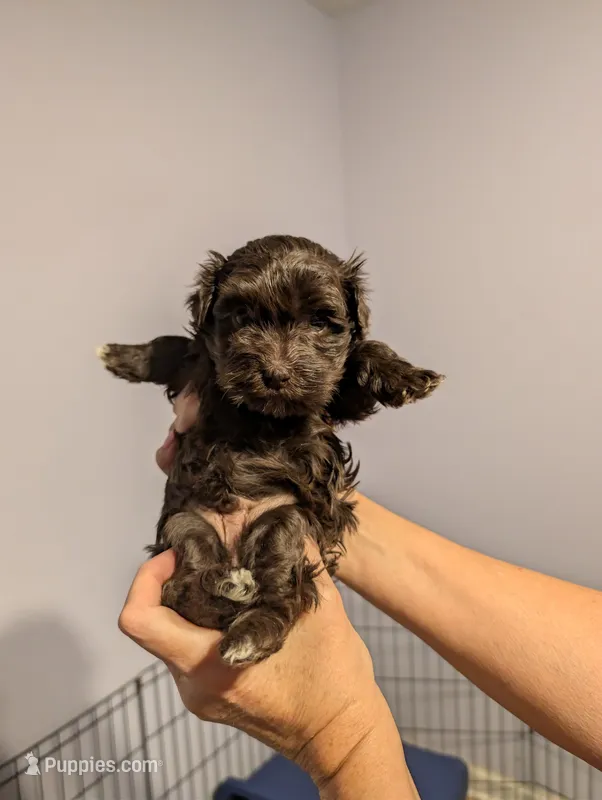 Havanese boys – Havanese puppy for sale in Canton, GA