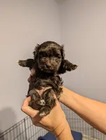 Havanese boys, a male Havanese for sale in Canton, GA – 1 of 5