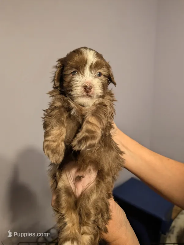 Havanese boy – Havanese puppy for sale in Canton, GA