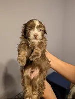 Havanese boy, a male Havanese for sale in Canton, GA – 1 of 4