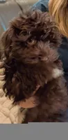 Havanese boys, a male Havanese for sale in Canton, GA – 2 of 3