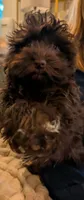 Havanese boys, a male Havanese for sale in Canton, GA – 3 of 3