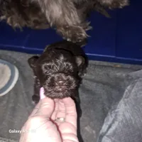 Havanese boys, a male Havanese for sale in Canton, GA – 4 of 5