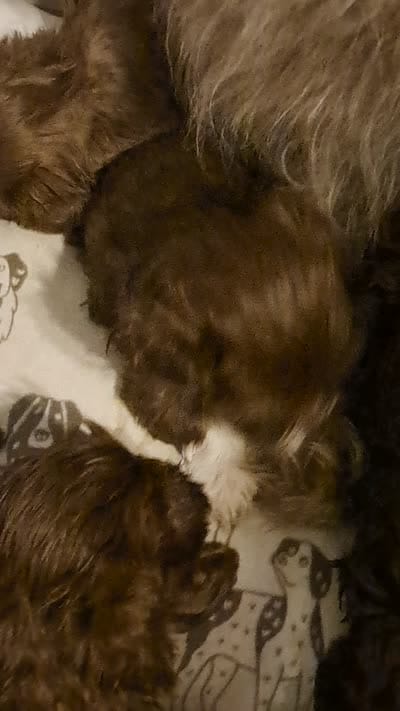 Havanese boys, a male Havanese for sale in Canton, GA – 5 of 5