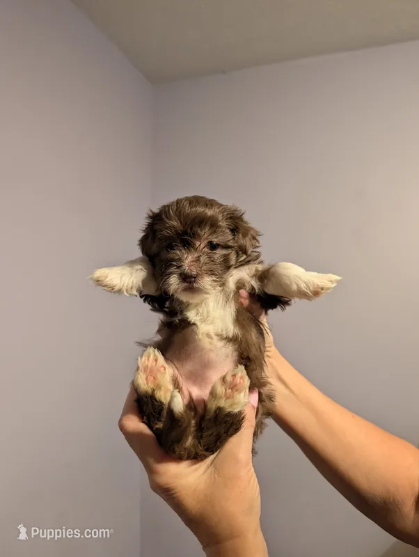 Havanese girl  – Havanese puppy for sale in Canton, GA