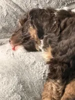 Snickers, a male Bernedoodle for sale in Westfield, IN – 6 of 7