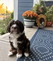 Snickers, a male Bernedoodle for sale in Westfield, IN – 4 of 7