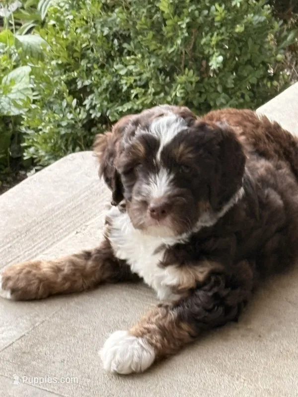 Snickers – Bernedoodle puppy for sale in Westfield, IN