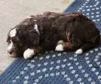 Snickers, a male Bernedoodle for sale in Westfield, IN – 2 of 7