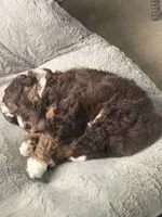 Snickers, a male Bernedoodle for sale in Westfield, IN – 7 of 7