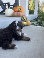 Snickers, a male Bernedoodle for sale in Westfield, IN – 5 of 7