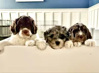 Snickers, a male Bernedoodle for sale in Westfield, IN – 3 of 7