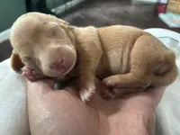 RESERVED Fig, a female Miniature Dachshund for sale in North Clarendon, VT – 2 of 3