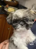 Cocoa , a female Pekingese and Shih Tzu for sale in North Clarendon, VT – Photo 5 of 6