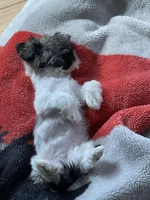 Cocoa , a female Pekingese and Shih Tzu for sale in North Clarendon, VT – Photo 6 of 6