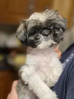 Cocoa , a female Pekingese and Shih Tzu for sale in North Clarendon, VT – Photo 3 of 6
