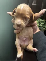 Dippy, a male Miniature Dachshund for sale in North Clarendon, VT – 2 of 3