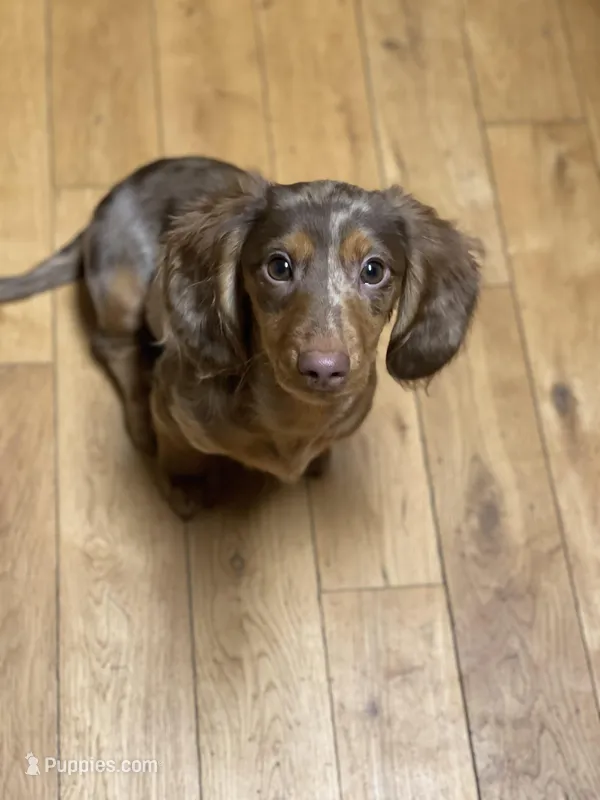 Willy, a male Miniature Dachshund for sale in North Clarendon, VT – Photo 1 of 2