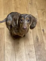 Willy, a male Miniature Dachshund for sale in North Clarendon, VT – Photo 1 of 2