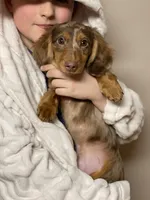 Willy, a male Miniature Dachshund for sale in North Clarendon, VT – Photo 2 of 2