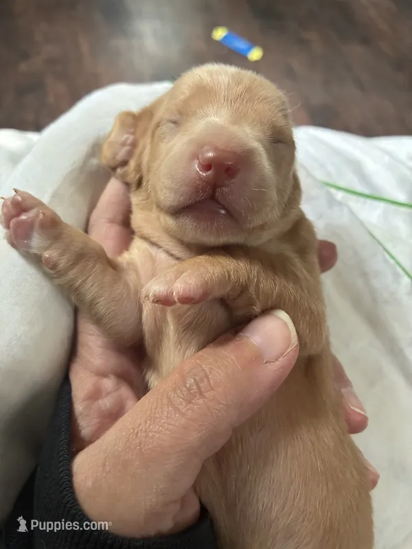 RESERVED Fig – Miniature Dachshund puppy on hold in North Clarendon, VT