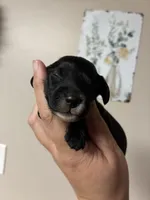 Kiwi , a female Miniature Dachshund for sale in North Clarendon, VT – 3 of 4