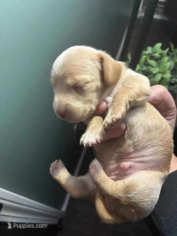 Huckleberry  – Miniature Dachshund puppy for sale in North Clarendon, VT