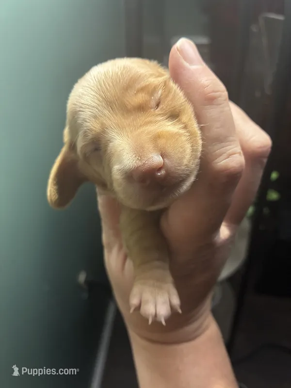 Berry – Miniature Dachshund puppy for sale in North Clarendon, VT