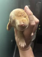 Berry, a male Miniature Dachshund for sale in North Clarendon, VT – 1 of 2