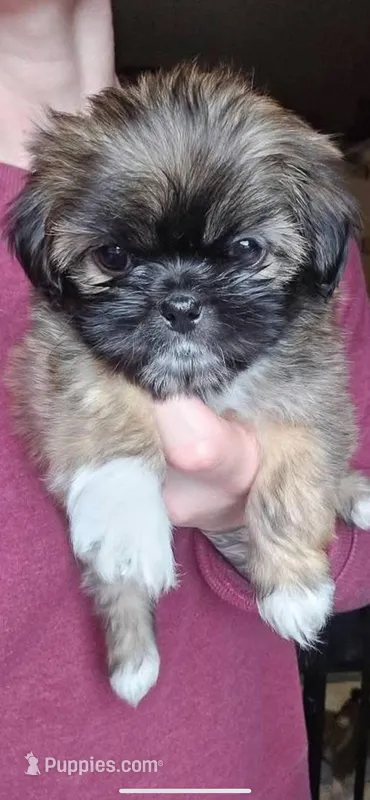 Grizzly Shinese, a male Pekingese and Shih Tzu for sale in North Clarendon, VT – Photo 1 of 1