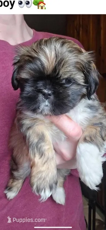 Push-Pop Shinese , a male Pekingese and Shih Tzu for sale in North Clarendon, VT – Photo 1 of 1
