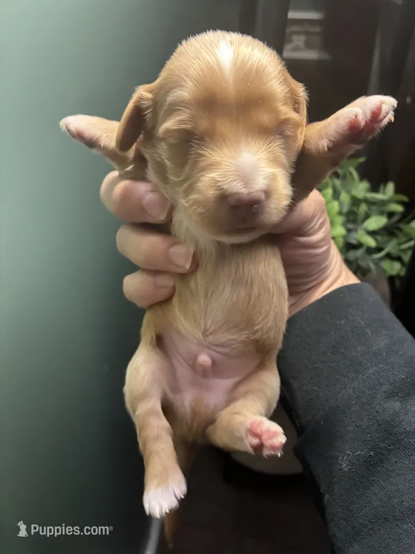 Dippy – Miniature Dachshund puppy for sale in North Clarendon, VT