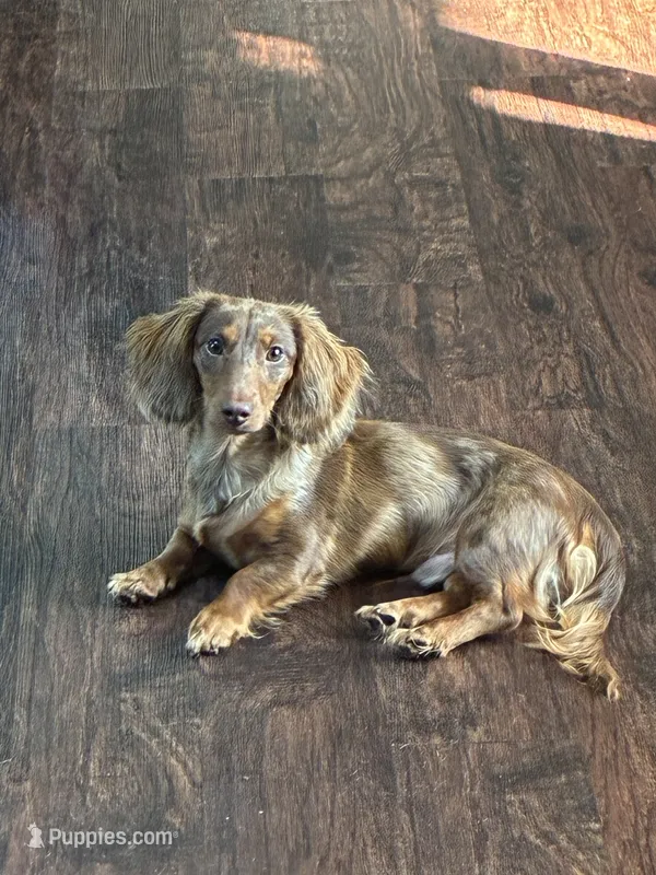 Jelly – Miniature Dachshund puppy for sale in North Clarendon, VT