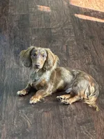 Jelly, a male Miniature Dachshund for sale in North Clarendon, VT – 1 of 1
