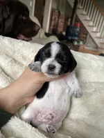 Snoopy, a male Shih Tzu and Miniature Dachshund for sale in North Clarendon, VT – Photo 2 of 3