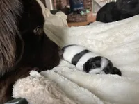 Snoopy, a male Shih Tzu and Miniature Dachshund for sale in North Clarendon, VT – Photo 1 of 3