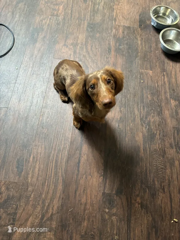 Willy – Miniature Dachshund puppy for sale in North Clarendon, VT